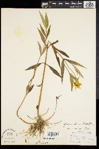 Bidens laevis image