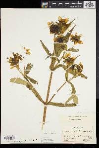 Bidens laevis image