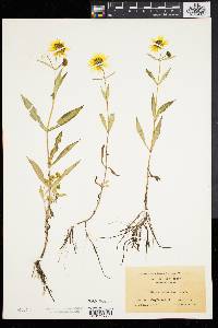 Bidens laevis image