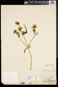 Bidens laevis image