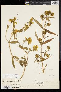 Bidens laevis image