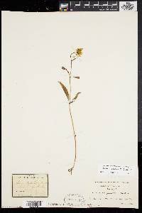 Bidens laevis image