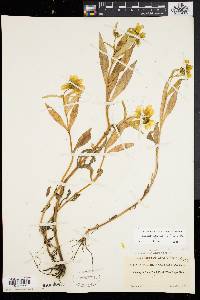 Bidens laevis image