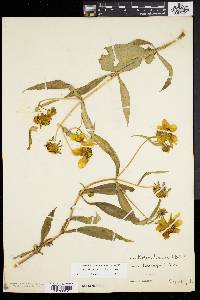 Bidens laevis image