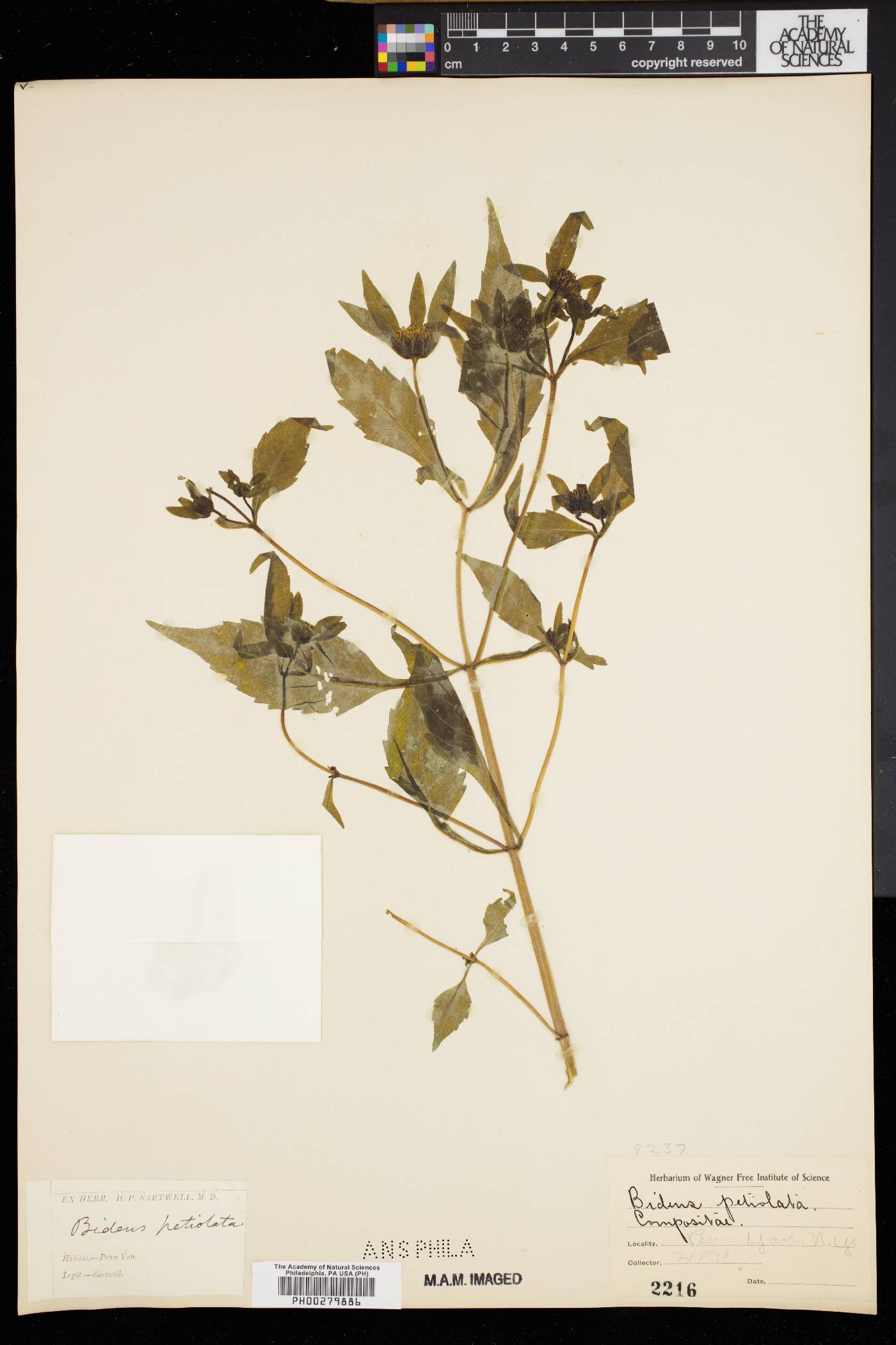 Bidens petiolata image