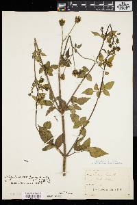 Bidens pilosa image