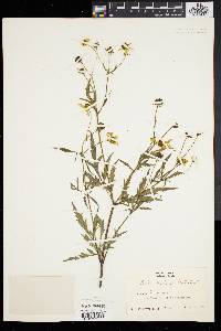 Bidens polylepis image