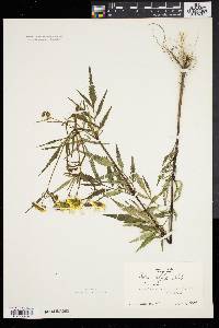 Bidens polylepis image