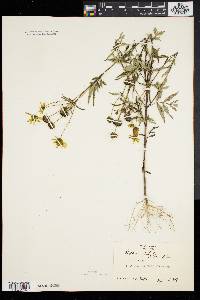 Bidens polylepis image