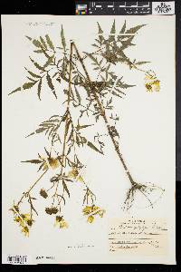 Bidens polylepis image