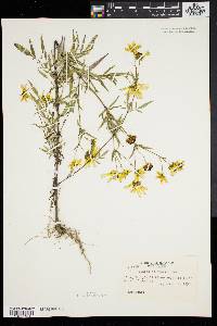 Bidens polylepis image