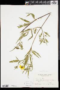 Bidens polylepis image