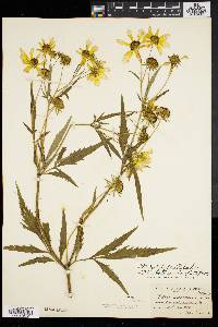 Bidens polylepis image