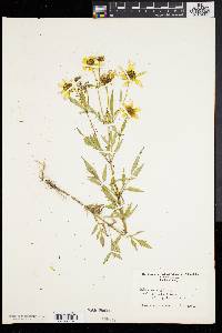 Bidens polylepis image