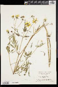 Bidens polylepis image