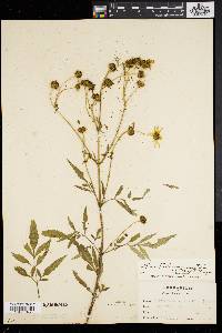 Bidens polylepis image