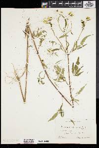 Bidens polylepis image