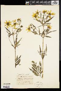 Bidens polylepis image