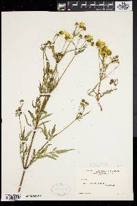 Bidens polylepis image