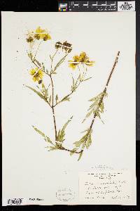 Bidens polylepis image