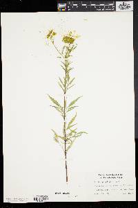 Bidens polylepis image