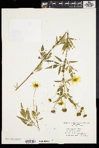 Bidens polylepis image