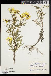 Bidens polylepis image