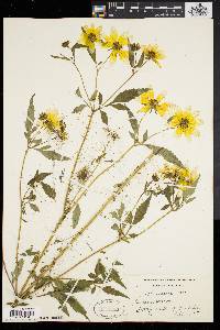 Bidens polylepis image