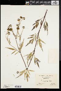 Bidens polylepis image