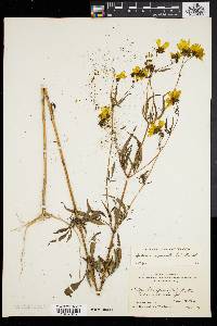 Bidens polylepis image