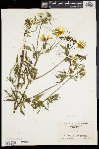 Bidens polylepis image