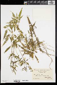 Bidens polylepis image