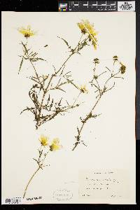 Bidens polylepis image