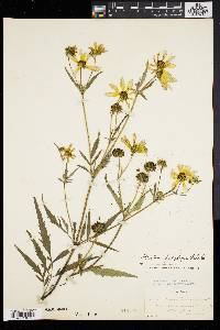 Bidens polylepis image