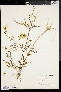 Bidens polylepis image