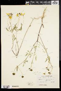 Bidens polylepis image