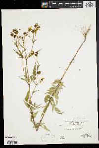 Bidens polylepis image