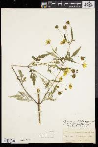 Bidens polylepis image