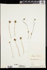 Bidens procera image