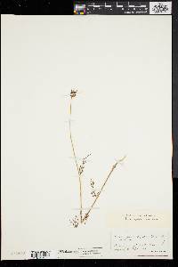 Bidens procera image