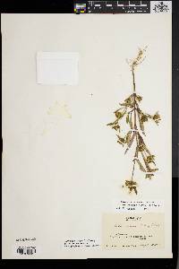 Bidens tripartita image