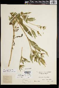 Bidens tripartita image