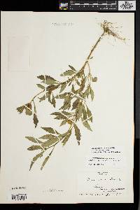 Bidens tripartita image