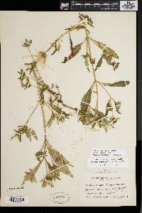 Bidens tripartita image