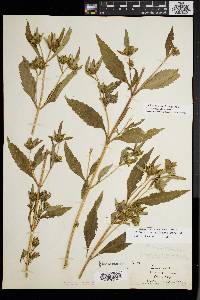 Bidens tripartita image