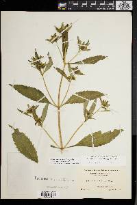 Bidens tripartita image