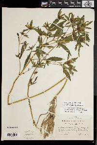 Bidens tripartita image