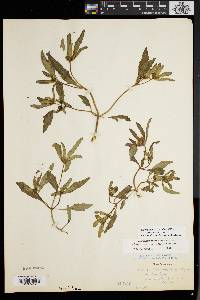 Bidens tripartita image