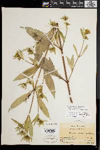 Bidens tripartita image