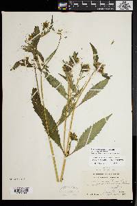 Bidens tripartita image